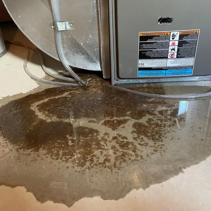 Pipe Burst and Leak Restoration in Pinetop-Lakeside, AZ